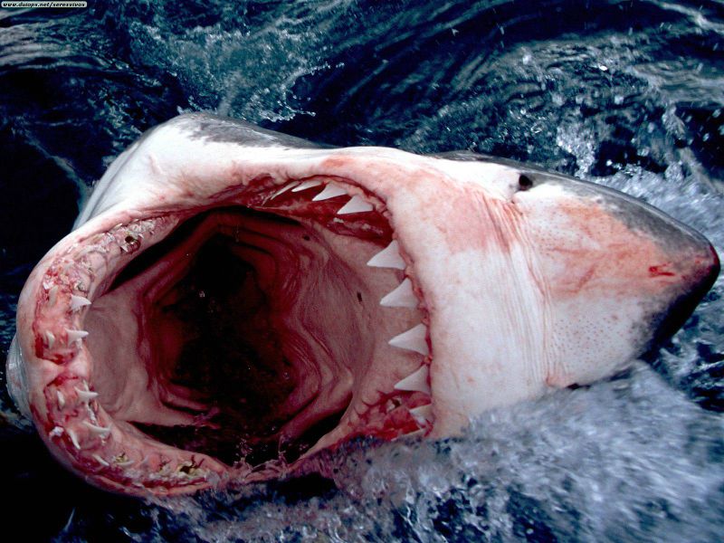 File:Teeth of white shark.jpg