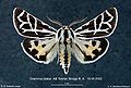 Tiger moth (tiger moth) Subtaxa:arctiidae