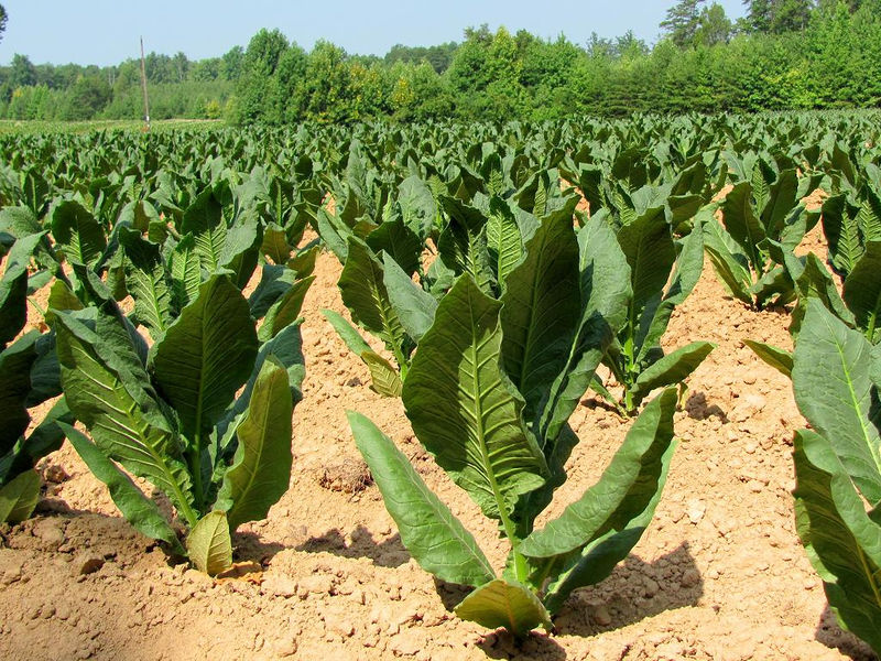 File:Tobacco Ecology.jpg