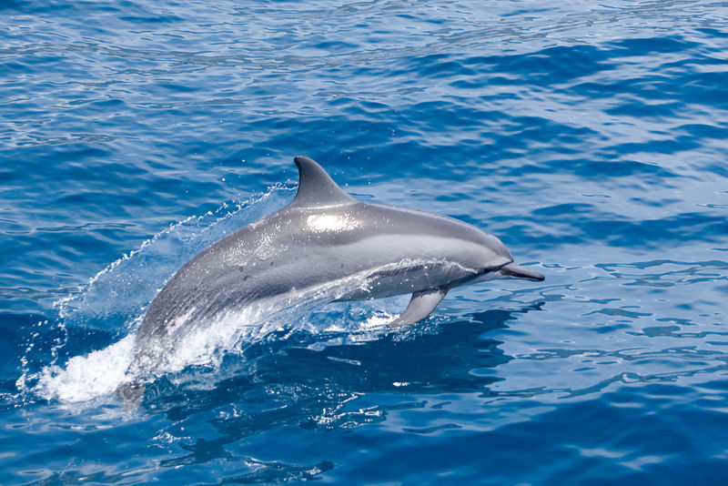 File:268131917 0c0e94e6b8 b.jpg