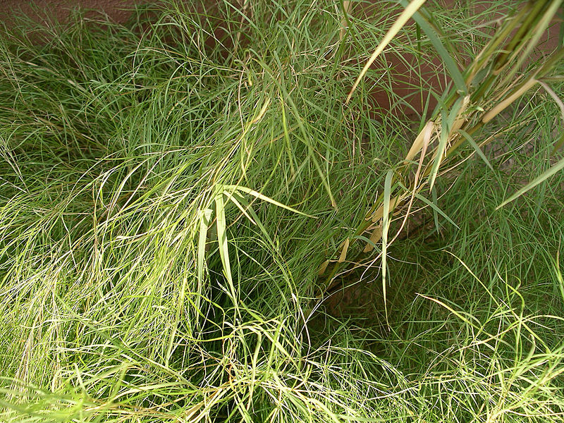 File:Bamboo Muhly.jpg