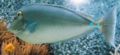 Bluespine Unicornfish (Naso unicornis) Genus: Naso