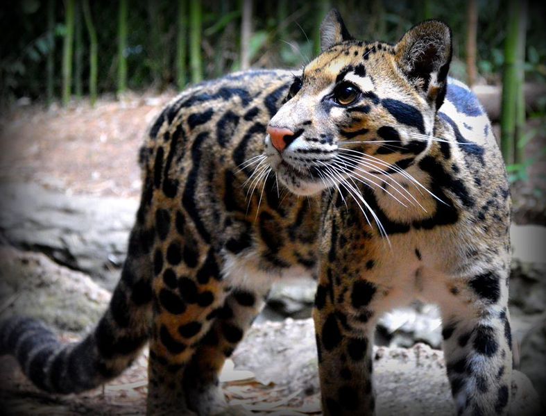 File:Clouded leopard111.jpg