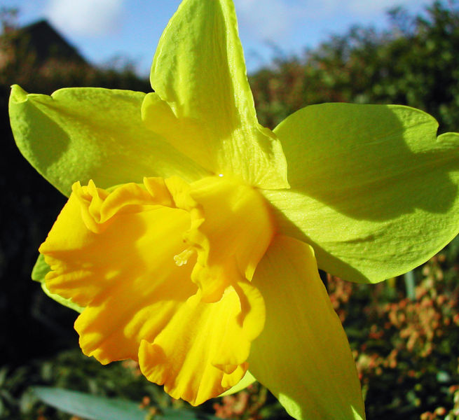 File:Daffodil 2.jpg