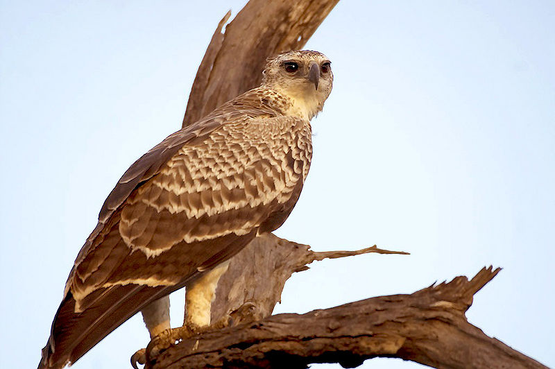File:Immature martial eagle.jpg