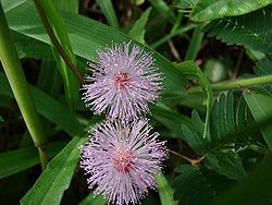 Mimosamain.jpg