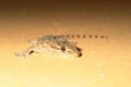 Moorish Gecko (Tarentola mauritanica) subfamily Gekkoninae