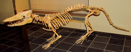 Pakicetus attocki.jpg