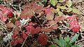 Pacific poison oak (Toxicodendron diversilobum)