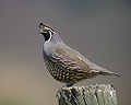 This is a quail, which eats the seeds of lespedeza