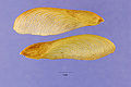 Thumbnail for version as of 04:11, 25 May 2009