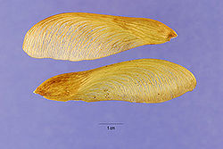 Silver maple7.jpg