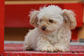 A small dog.