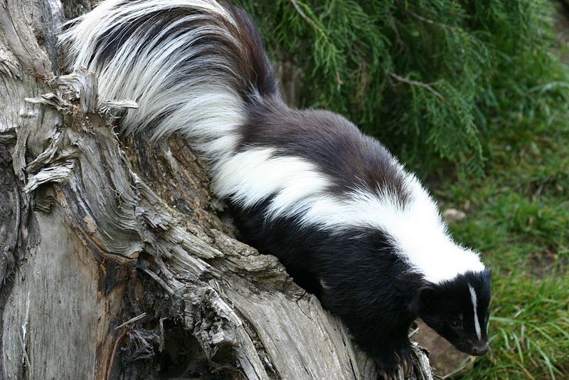 File:20536092 76f41f3237 o.jpg