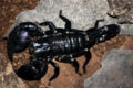 Emperor Scorpion (Pandinus imperator) Family: Scorpionidae