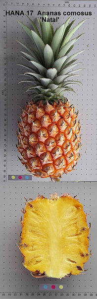 File:AnanasComosusNatalQueen.jpg