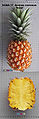 Pineapple (Ananas comosus) Variety: Natal Queen