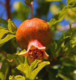 Arizona Pomegranate.jpg