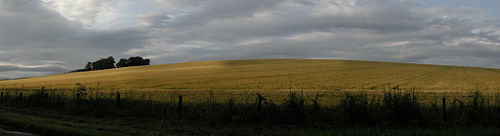 Barley field.jpg