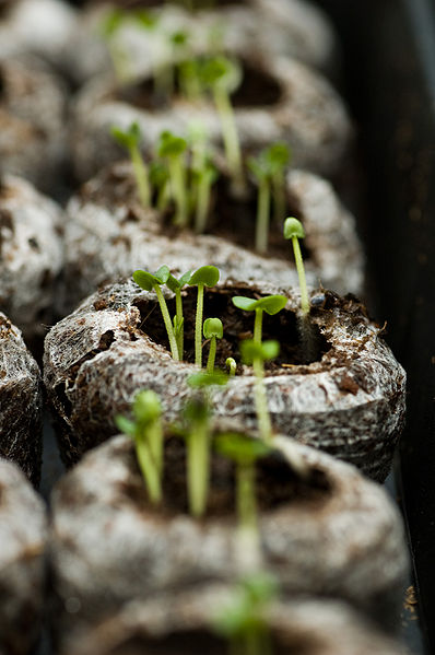 File:Basil 3.jpg