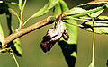 Viceroy butterfly chrysalis