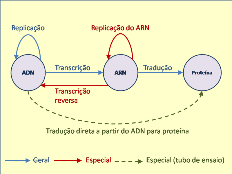 Ficheiro:Dogma central automato.png