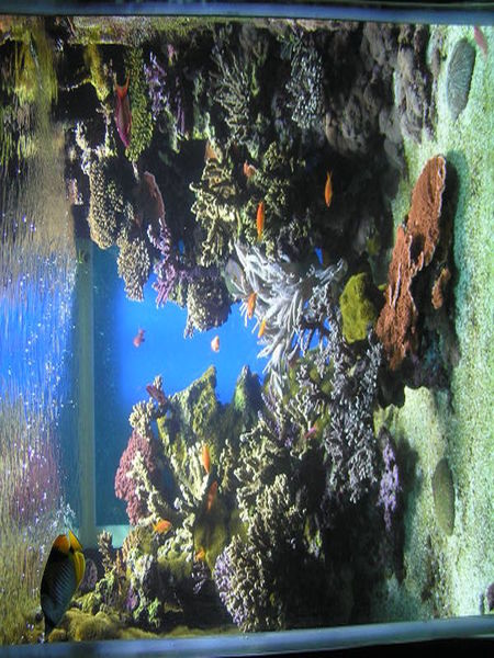 File:Ecology of anthozoa.jpg