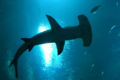 Hammerhead picture seen from down side