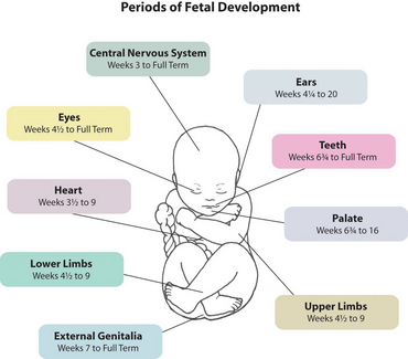 Human development.PNG