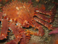 King Crab (L. maja) Genus: Lithodes