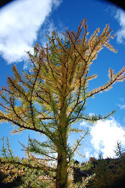 Larch Tree.jpg