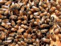 Honey Bees (Apis sp.) Family: Apoidea