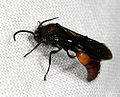 Velvet Ant (male) (Dasymutilla sp.) Subfamily: Sphaeropthalminae