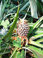 Pineapple (Ananas comosus) Variety: Phuket pineapple Location: Thailand