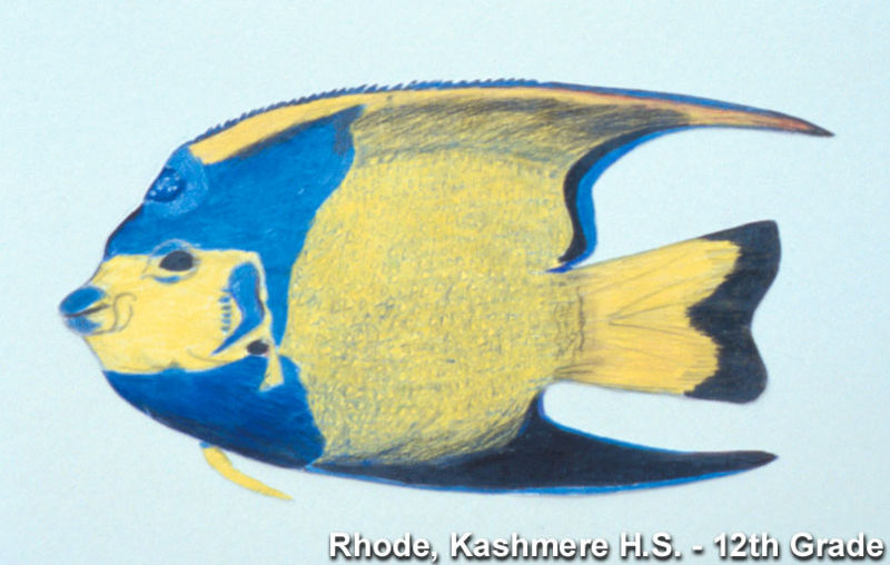 File:Queen Angelfish drawing.jpg