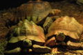African Spurred Tortoise (Geochelone Sulcata) Binomial name: Geochelone Sulcata