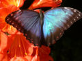 Peleides Blue Morpho (Morpho peleides) Family: Nymphalidae