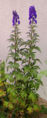 Unidentified species of Aconitum (possibly Aconitum carmichaelii 'arendsii')