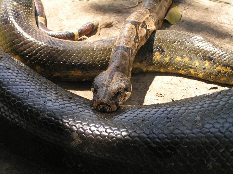 File:Anaconda1.jpg