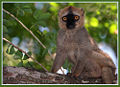 Brown Lemur (Lemur mongoz) Family: Lemuridae