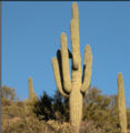 Thumbnail for version as of 09:17, 9 January 2007