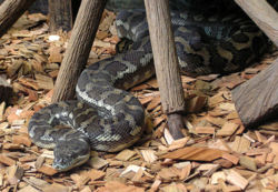 Carpet Python.jpg