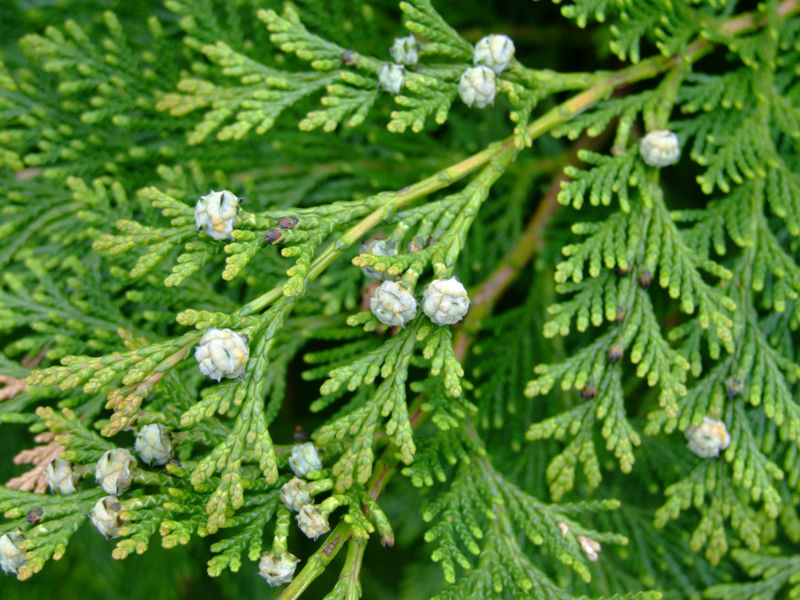 File:Leyland Cypress cones.jpg