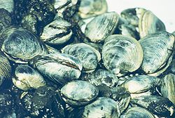 Northern quahogs.jpg