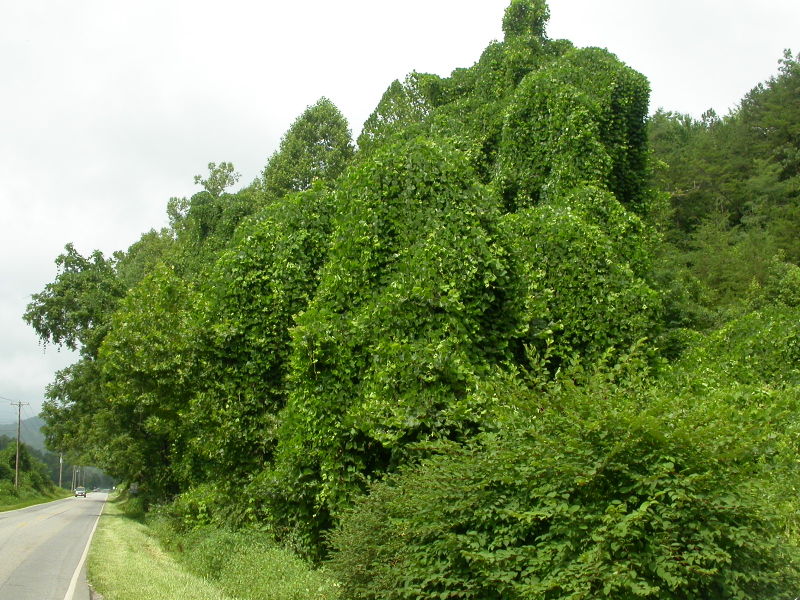 File:Pueraria montana lobata.jpg