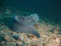 Wolffish (Anarhichas lupus) Hitra, Norway