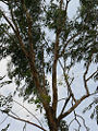 Thumbnail for version as of 06:46, 15 June 2008