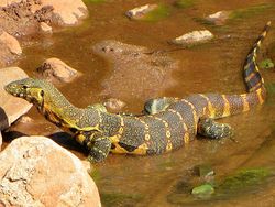 800px-Nile Monitor.jpg