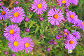 New England aster (A. novae-angliae)