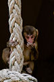 A baby macaque in captivity. (M. fuscata yakui)